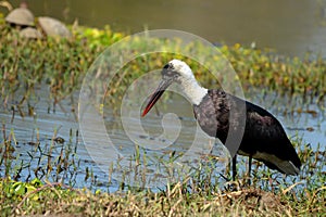 Woolly-necked Stork, (Ciconia episcopus)