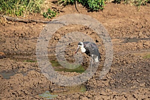 Woolly-necked stork Ciconia episcopus in Hluhluwe iMfolozi National Park, KwaZulu-Natal, South Africa