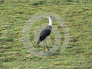 Woolly necked stork, Ciconia episcopus, Kaziranga National Park, Assam photo