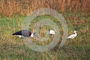 Woolly-necked stork Ciconia episcopus in Keoladeo Ghana Nation photo