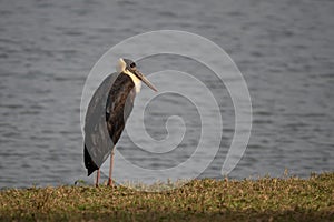 Woolly-necked Stork - Ciconia episcopus, large stork for Asian swamps and woodlands photo