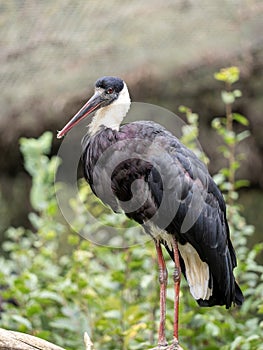 the Woolly-necked Stork, Ciconia episcopus microscelis, stands on a log and observes the surroundings