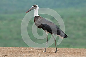 Woolly-necked stork Ciconia episcopus photo