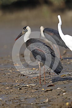 A woolly-necked stork with a great egret background