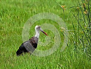Woolly-necked Stork in Kenya