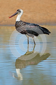 Woolly-necked stork in shallow water