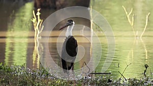 Woolly-necked stork standing near lake