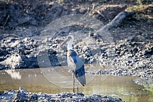 Woolly-necked stork standing next to the water.