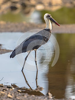 Woolly necked Stork wading