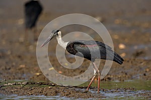 A woolly-necked stork wading on the river edge