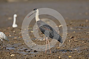 A woolly-necked stork wading on the river edge