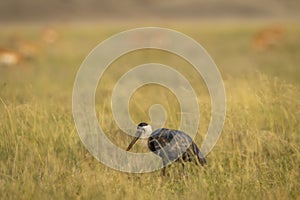 Woolly necked stork or whitenecked stork bird closup or portrait in natural scenic grassland of tal chhapar sanctuary rajasthan