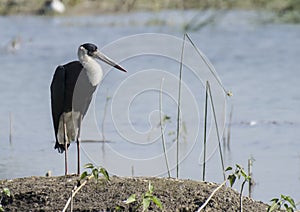 Woolly Necked Stork