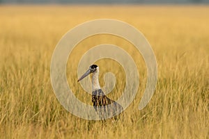 Woolly necked stork or whitenecked stork bird closup or portrait in natural scenic grassland of tal chhapar sanctuary rajasthan