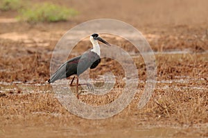 Woolly-necked stork or whitenecked stork, Ciconia episcopus, is a large wading bird in the stork family Ciconiidae. Bird in the na