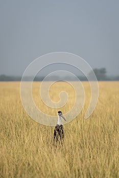 woolly necked stork or whitenecked stork or Ciconia episcopus in natural scenic landscape background and grassland of tal chhapar