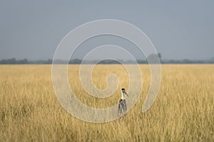 woolly necked stork or whitenecked stork or Ciconia episcopus in natural scenic landscape background and grassland of tal chhapar