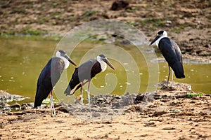 The woolly-necked stork or whitenecked stork Ciconia episcopus,trio standing on the bank of a muddy pond