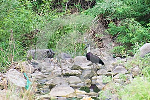 Woolly-necked stork or whitenecked stork