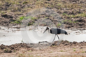 Woolly-necked Stork