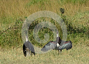 Woolly-necked storks, Maasai Mara Game Reserve, Kenya