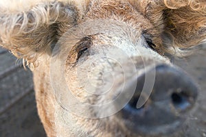 Woolly pig - Mangalitza Curly haired mangalica pig