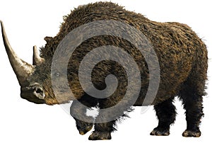 Woolly Rhinoceros