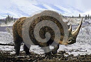 Woolly Rhinoceros