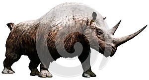 Woolly rhinoceros