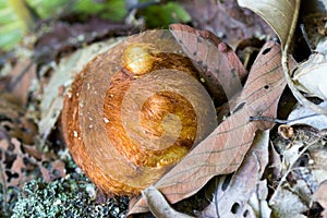 Woolly rhizomes fern, Golden chicken fern growing in forest in Chiang Mai, Thailand photo