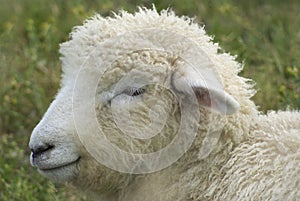 Woolly Sheep