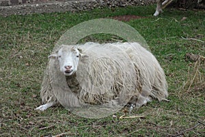 Woolly sheep chilling and chewing the cud on the grass. Dirty long haired curly white sheep in winter on pasture. Warm and cosy.