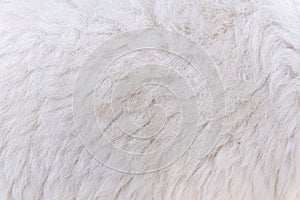 woolly sheep fleece for background and design