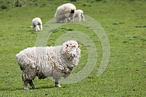 Woolly sheep on green grass in New Zealand`s Otago Peninsula