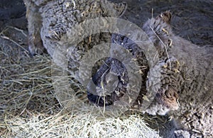 Woolly sheep having lunch