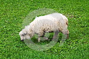 Woolly sheep with a long fleece grazing