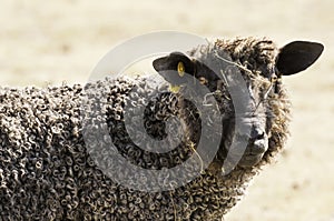 Woolly Sheep in Pasture
