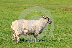 Woolly sheep standing in the pasture