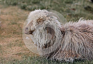 Woolly sheep talking in his sleep