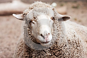 Woolly sheep in zoo