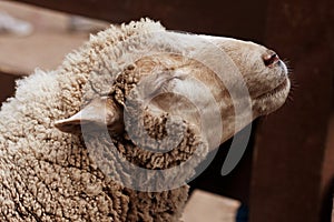 Woolly sheep in zoo