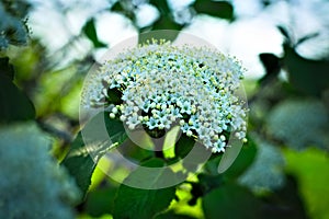 Woolly snowball ViburnumDilatatum