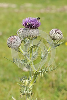 Woolly Thistle