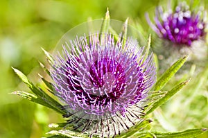 Woolly thistle, Cirsium eriophorum