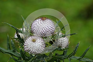 Woolly thistle (Cirsium eriophorum)