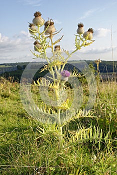 Woolly Thistle - Cirsium eriophorum, with Red-Tailed Bumble Bee