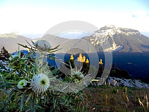 Woolly thistle in mountains, sunset in Charmant Som, France photo