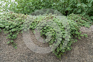 Woolly Thyme creeping over Stone Wall