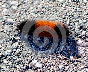 A wooly bear catepillar on the black top photo