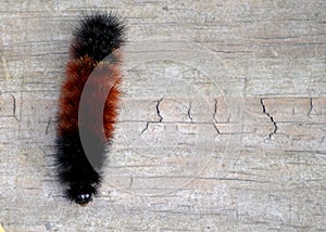 Wooly Bear Caterpillar photo